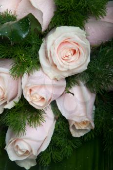 Royalty Free Photo of a Bouquet of Pink Roses