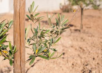 Royalty Free Photo of an Olive Tree