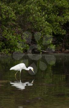 Royalty Free Photo of a White Heron in Antigua