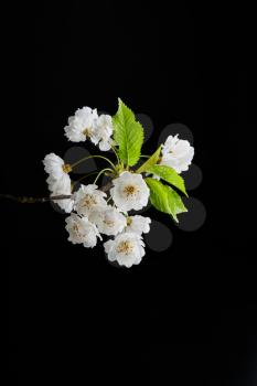 White flower photography on black background