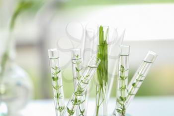 Test tubes with plants on blurred background�