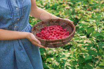 Woman holding wicker basket with ripe raspberries in garden�