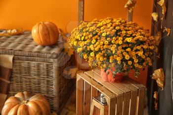 Beautiful autumn chrysanthemum flowers in room�