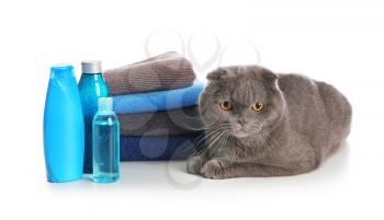 Cute cat, towels and bottles with cosmetics for washing on white background�