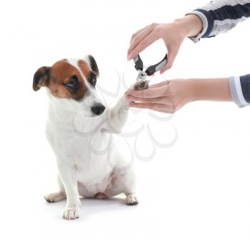 Female groomer cutting dog's claws on white background�