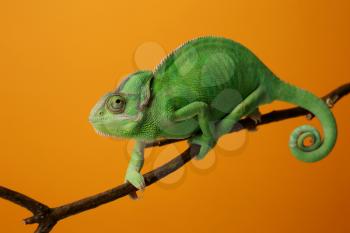 Cute green chameleon on branch against color background�