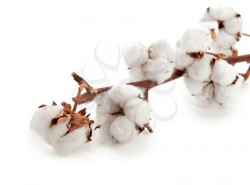 Cotton flowers on white background�