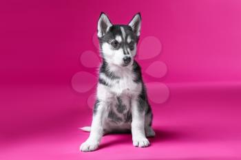 Cute Husky puppy on color background�