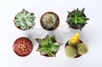 Different cacti and succulents on white background, top view�