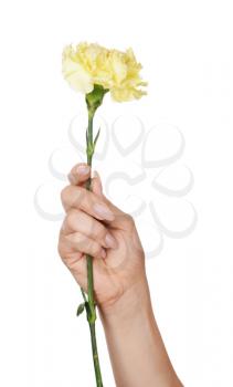 Female hand with beautiful carnation flower on white background�