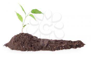 Heap of soil with plant on white background�