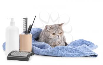 Cute cat with towel and grooming tools on white background�