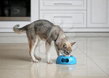 Funny husky puppy eating from bowl in kitchen�