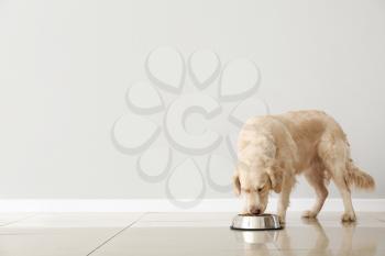 Cute dog eating food from bowl near light wall�
