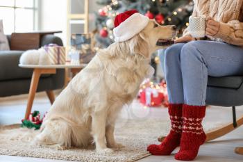 Cute dog with owner at home on Christmas eve�