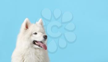 Cute funny dog on color background with space for text�