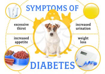 Cute Jack Russell Terrier and symptoms of diabetes on white background�