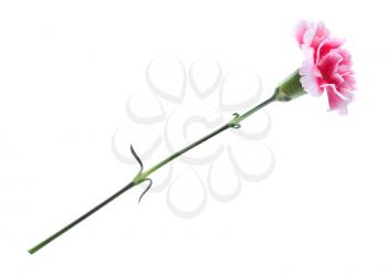 Beautiful pink carnation isolated on white background.
Image from two pictures. The file has native resolution.