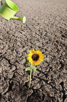 dry soil  of a barren land with single growing plant and watering can