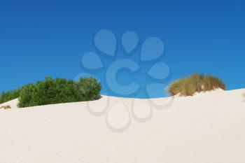 White sand dunes with bushes in Little Sahara, Kangaroo Island, South Australia 