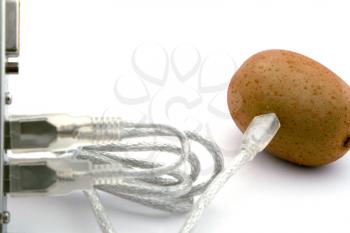 Royalty Free Photo of Kiwi Connected to a Cable
