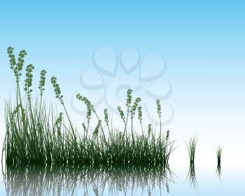 Vector grass silhouettes background with reflection in water. All objects are separated.