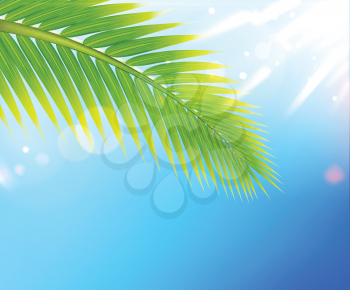 Royalty Free Clipart Image of a Palm Tree Leaf