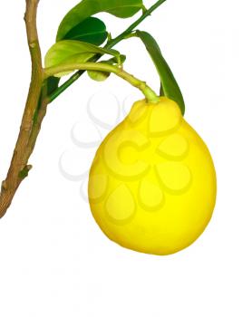 Ripe fruit on the branch of a lemon on a white background