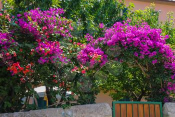 Beautiful blooming bushes near the small house in picturesque Italian town on Elba Island