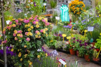 Street flower shop with colourful flowers