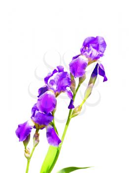 Royalty Free Photo of a Purple Iris
