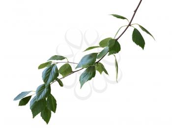 green birch branch isolated on a white background