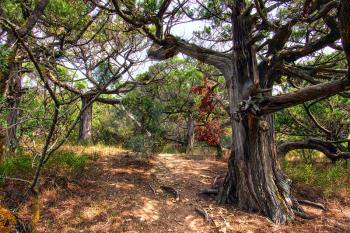 Path in the old juniper forest
