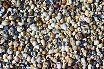 background of colorful seashells on the shore