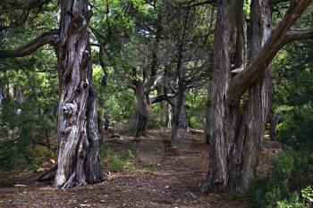 Glade in the old juniper forest