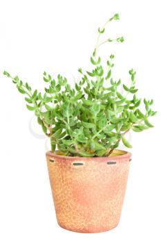 Royalty Free Photo of a Plant