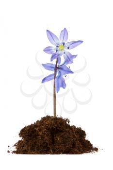 Royalty Free Photo of Flowers in Soil