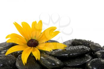 Royalty Free Photo of a Yellow Flower on Stones