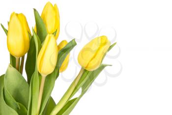 Yellow tulips isolated on the white background