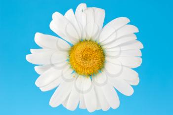 white camomile isolated over a blue background