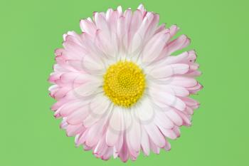 daisy flower isolated over a green background