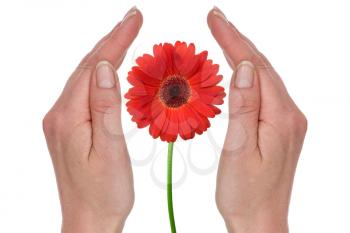 Female hands covering red gerbera. Isolated on white background