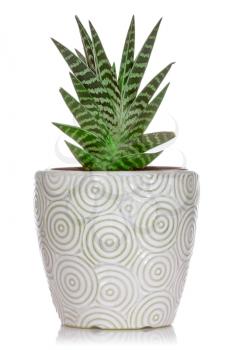 House plant in a ceramic pot on a white background