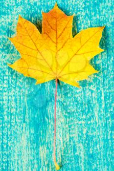 Yellow autumn leaf over blue wooden background 