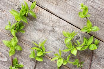 Green plants on wooden background. Top view with copy space. 