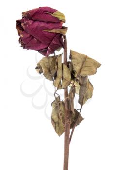 Faded rose isolated on a white background