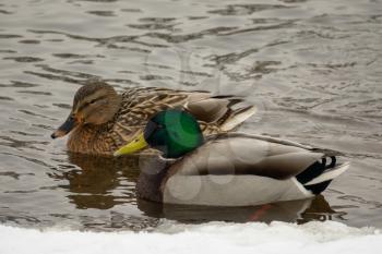 Couple of Mallard ducks on the frozen river 