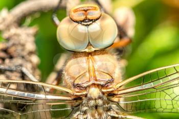 Macro shot of dragonfly. Showing of eyes and wings detail
