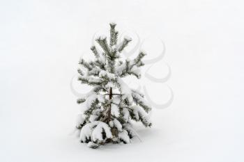 Small pine tree in a snow after a snowfall
