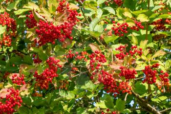 Bunches of red berries of a Guelder rose or Viburnum. Shrub on a sunny day at the end of the summer season.